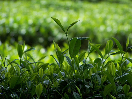 湖北茯砖茶生产厂家